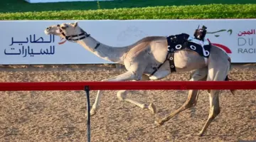 «ودّ» تُتوّج بلقب الحول و«البصير» أول الزمول في مهرجان المرموم